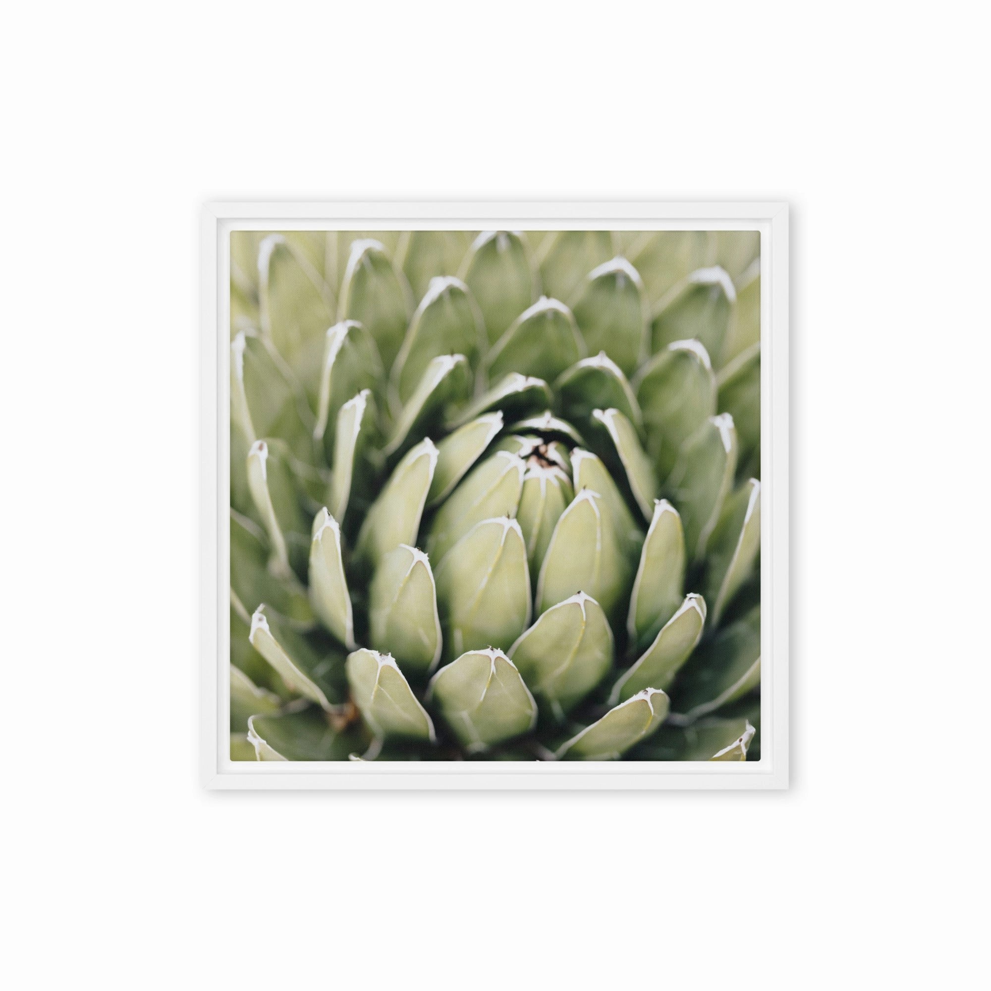 Canvas - Cactus Flower II