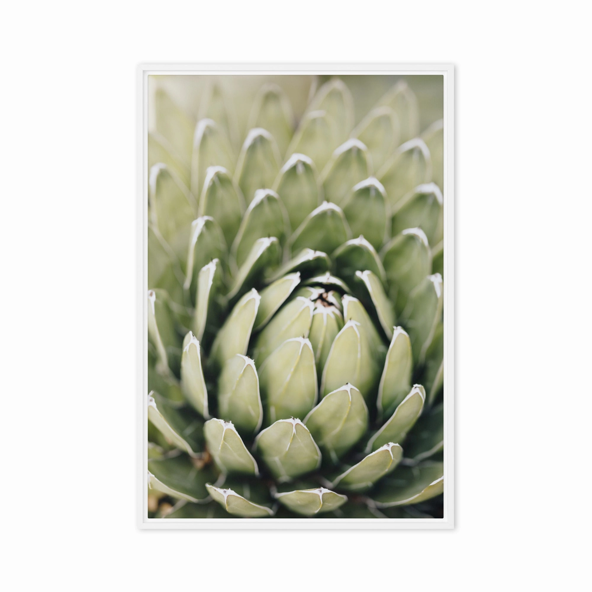 Canvas - Cactus Flower II