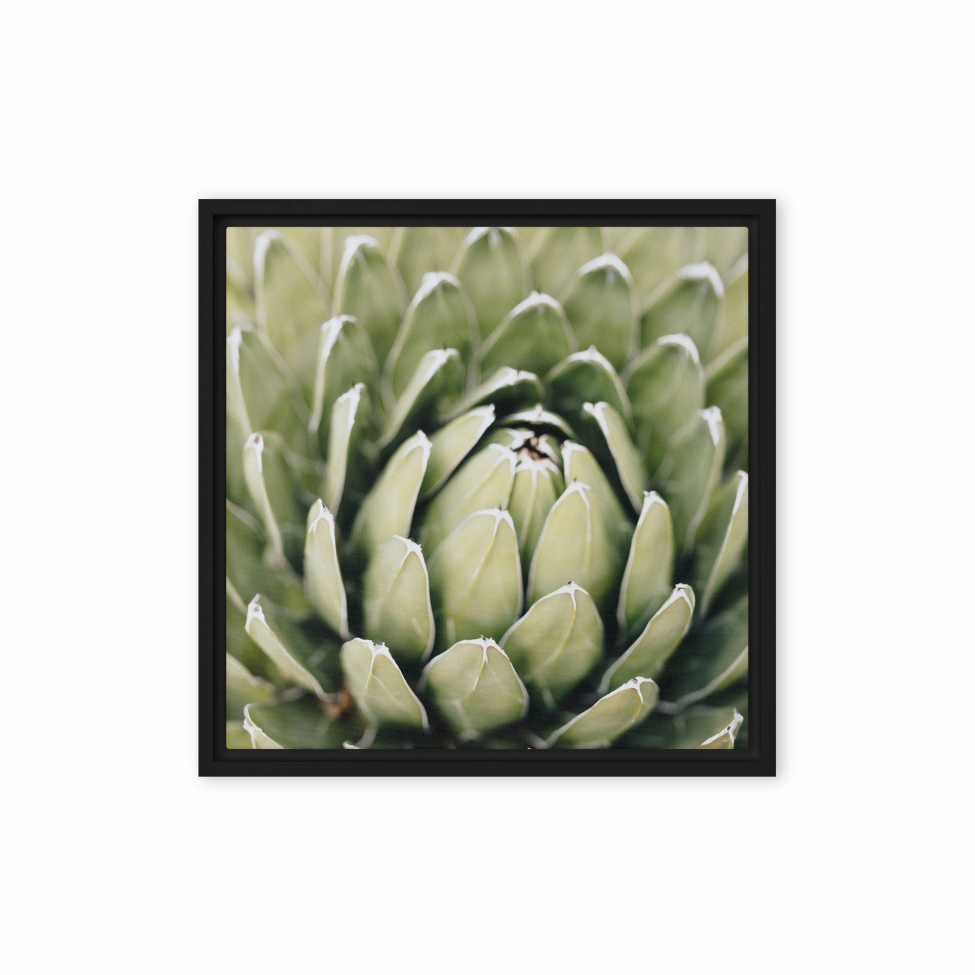 Canvas - Cactus Flower II