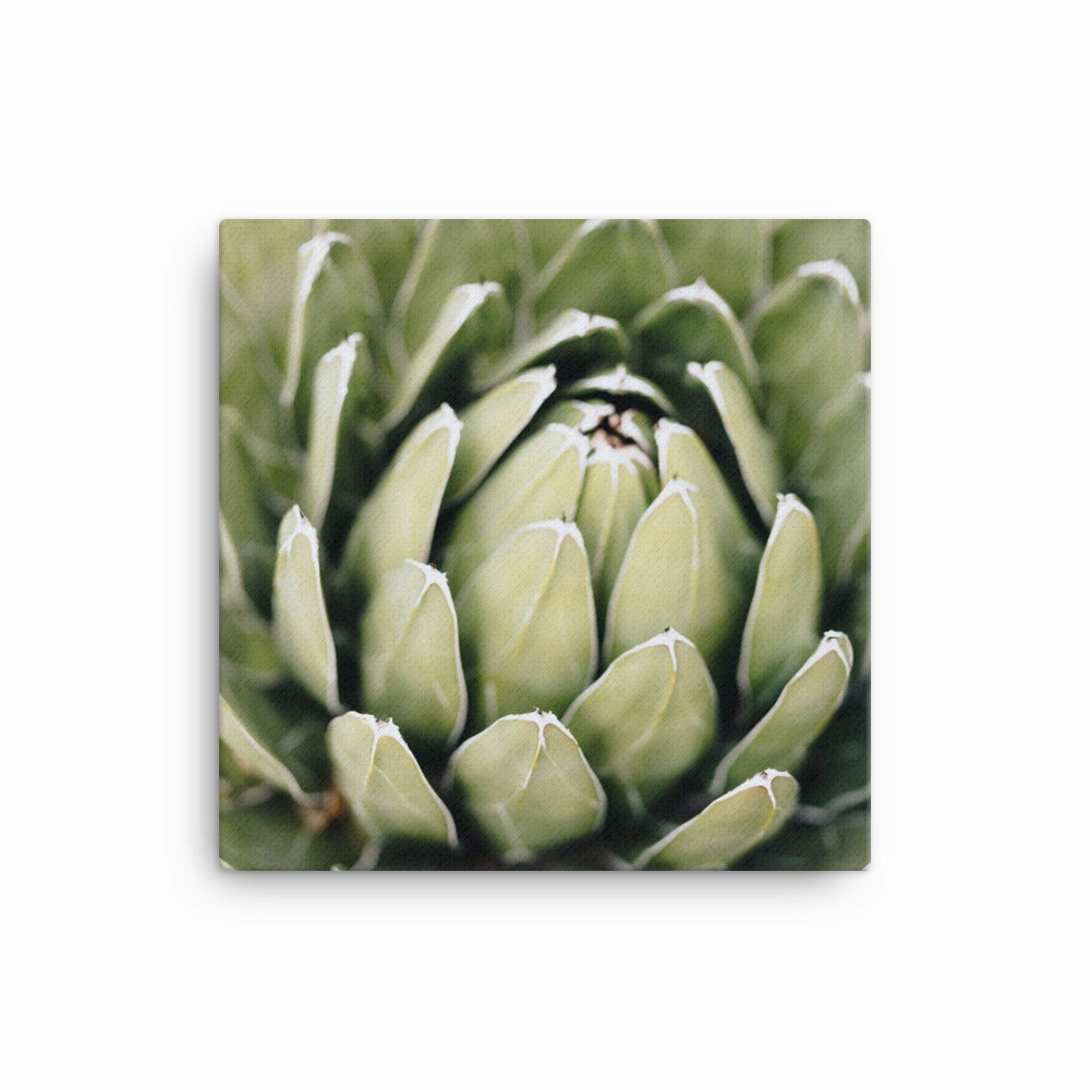 Canvas - Cactus Flower II