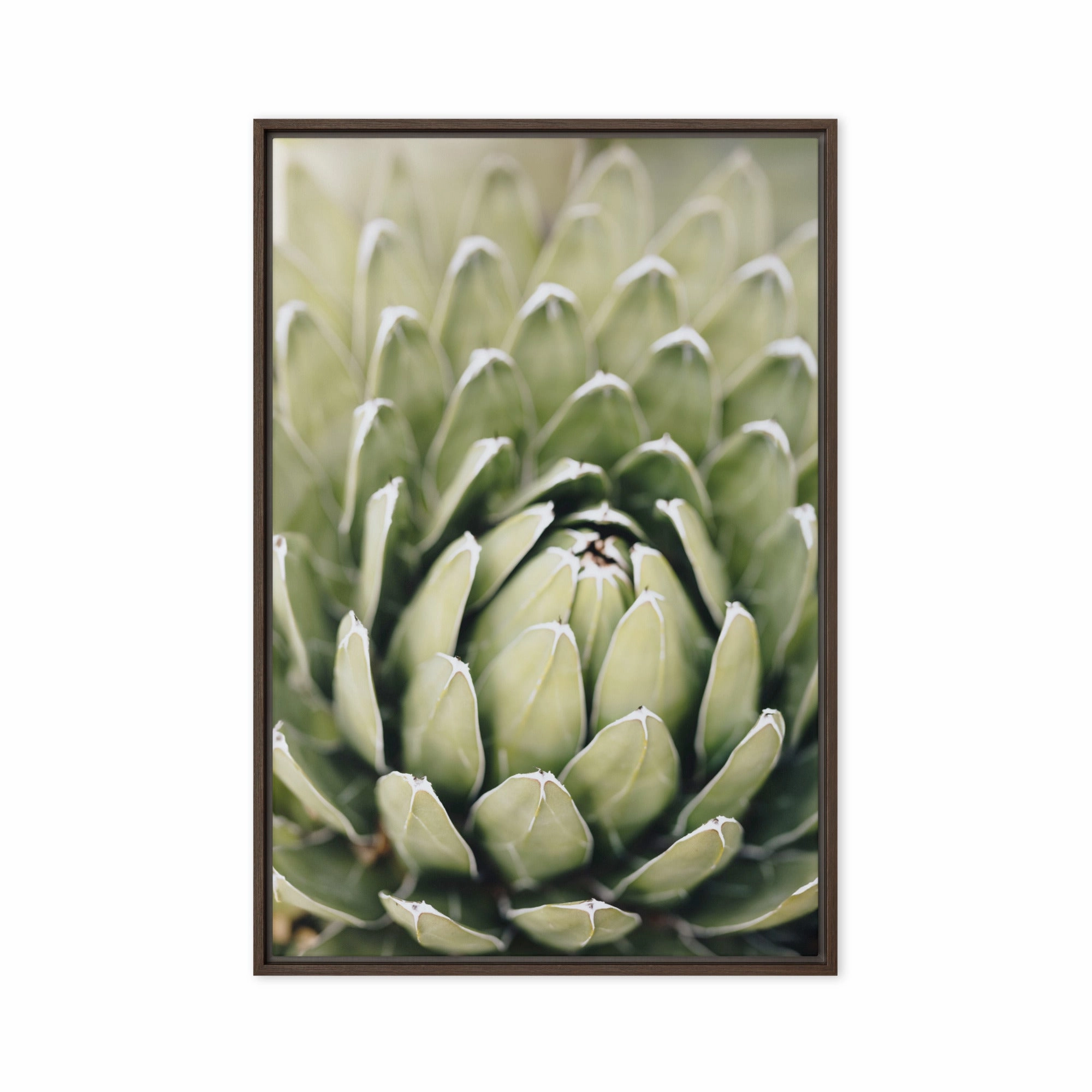 Canvas - Cactus Flower II