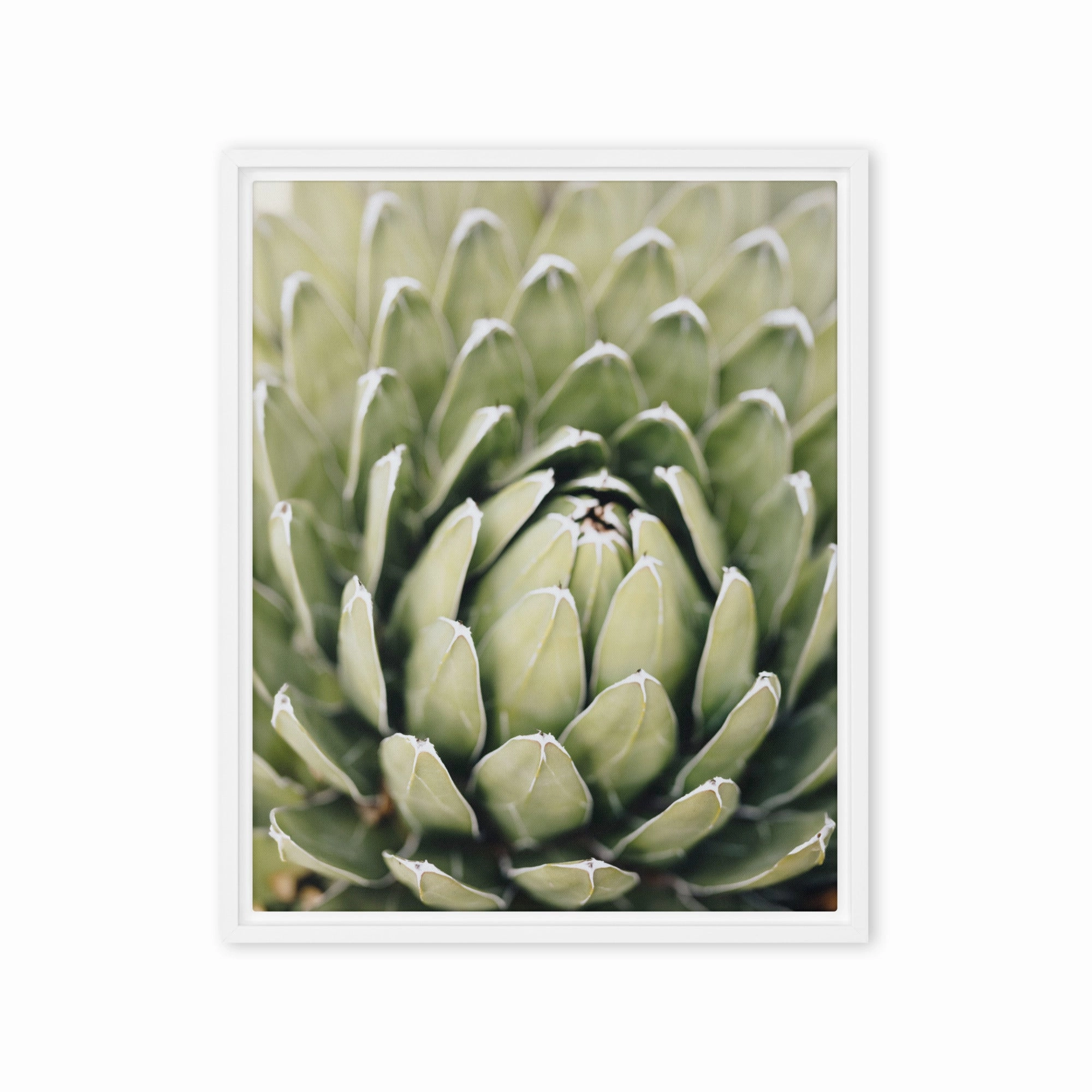 Canvas - Cactus Flower II