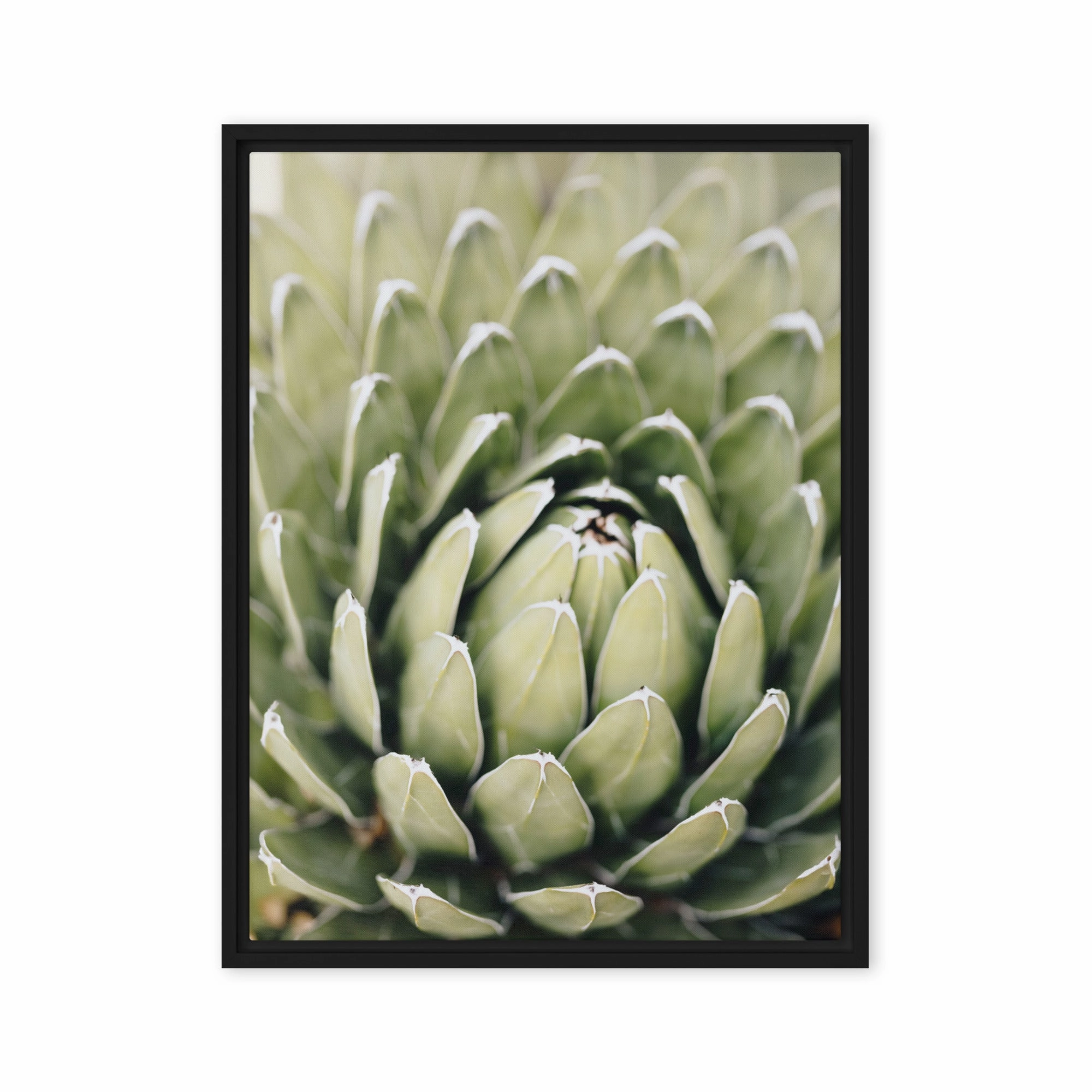 Canvas - Cactus Flower II