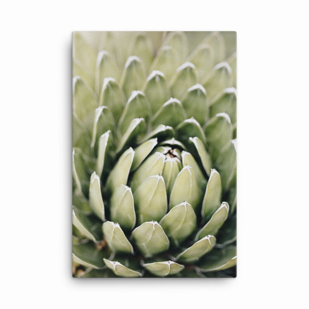 Canvas - Cactus Flower II