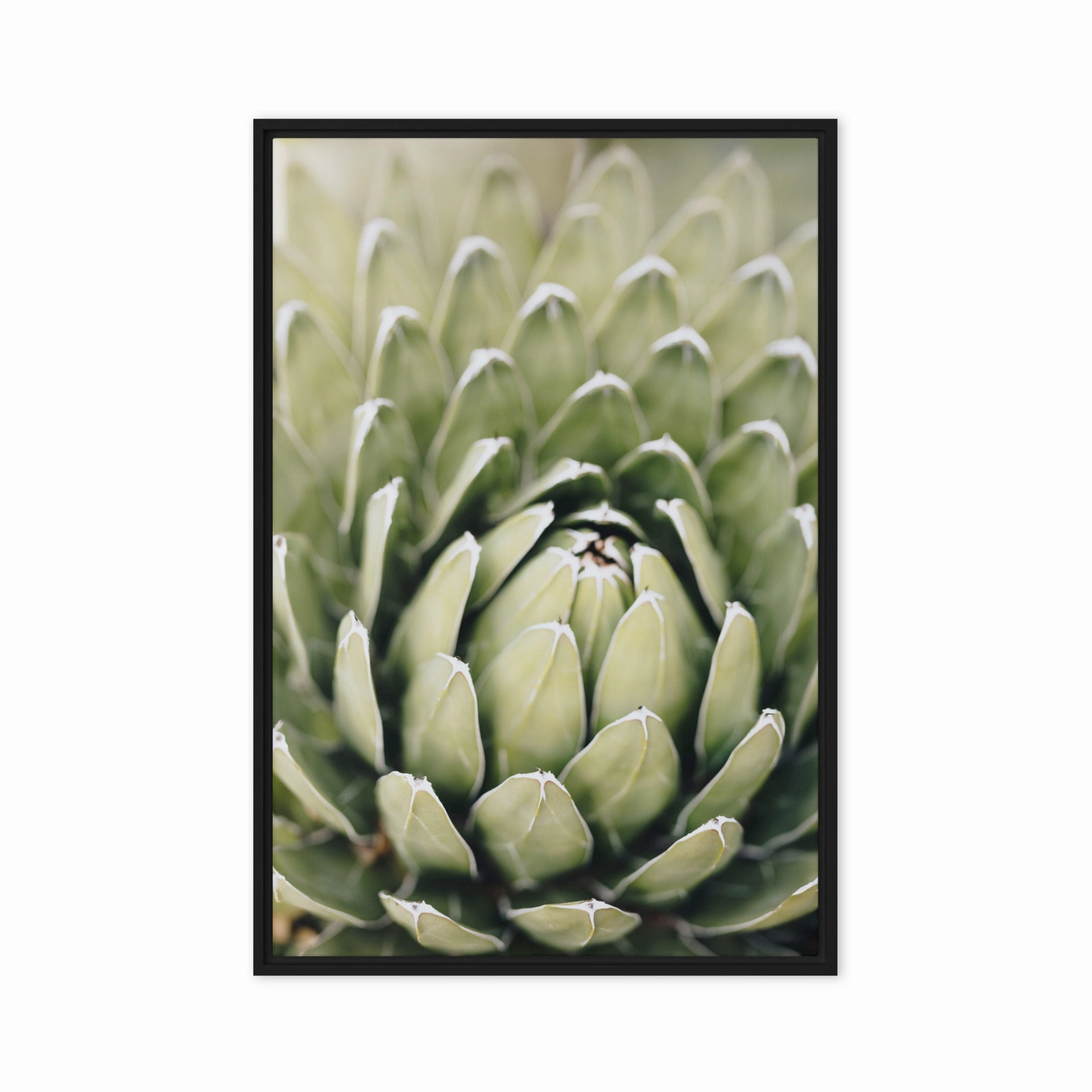 Canvas - Cactus Flower II