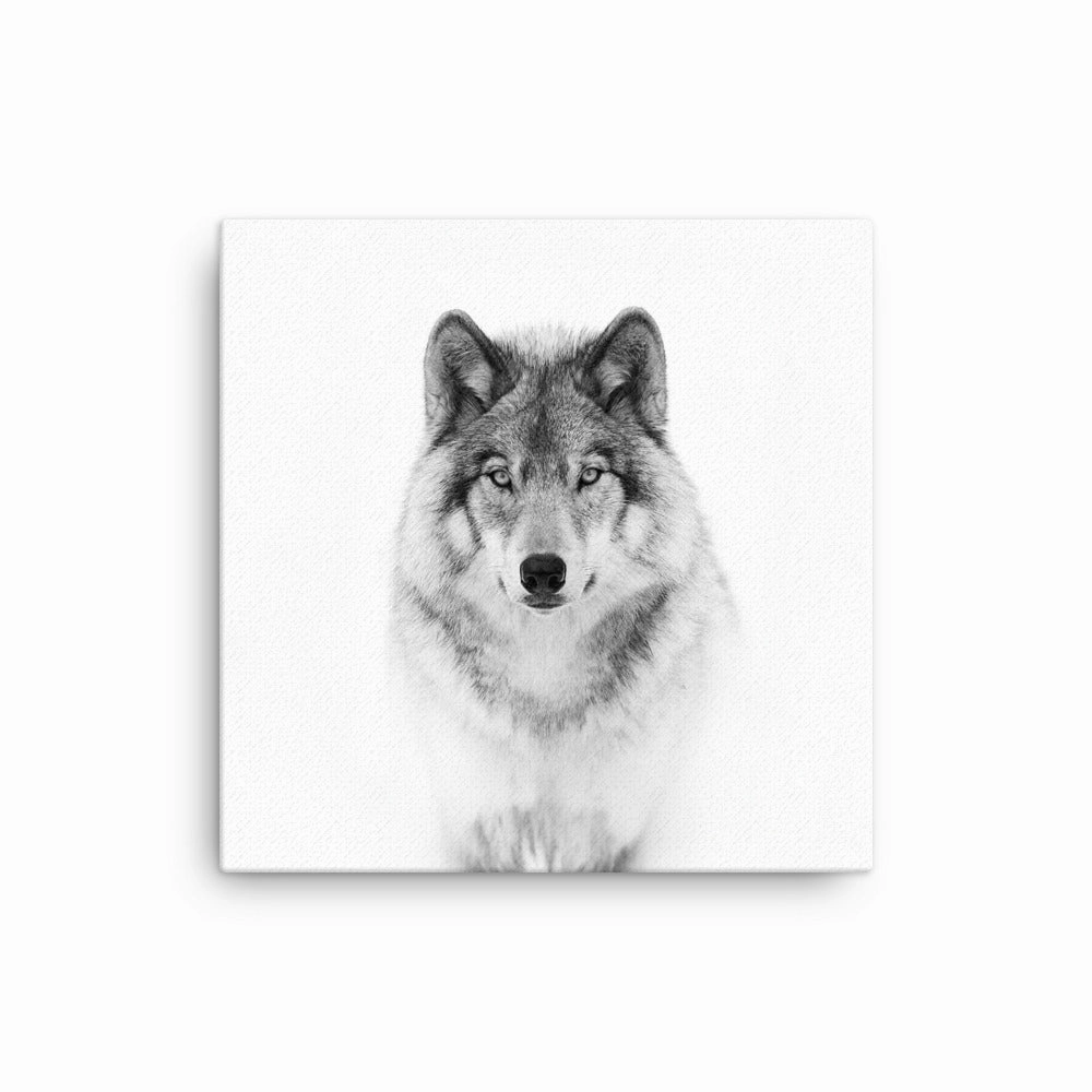 Canvas - Calm Wolf