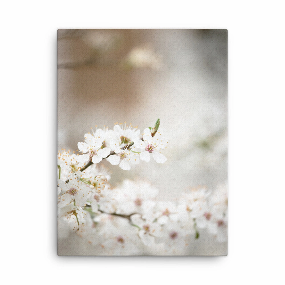 Canvas - Cherry Blossoms