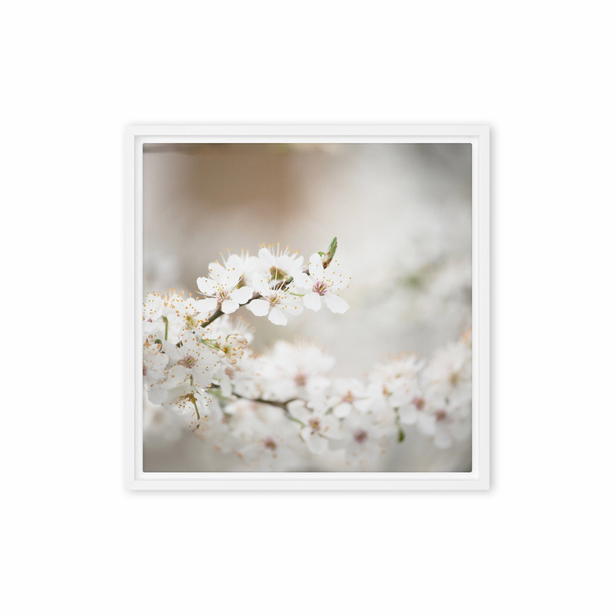 Canvas - Cherry Blossoms