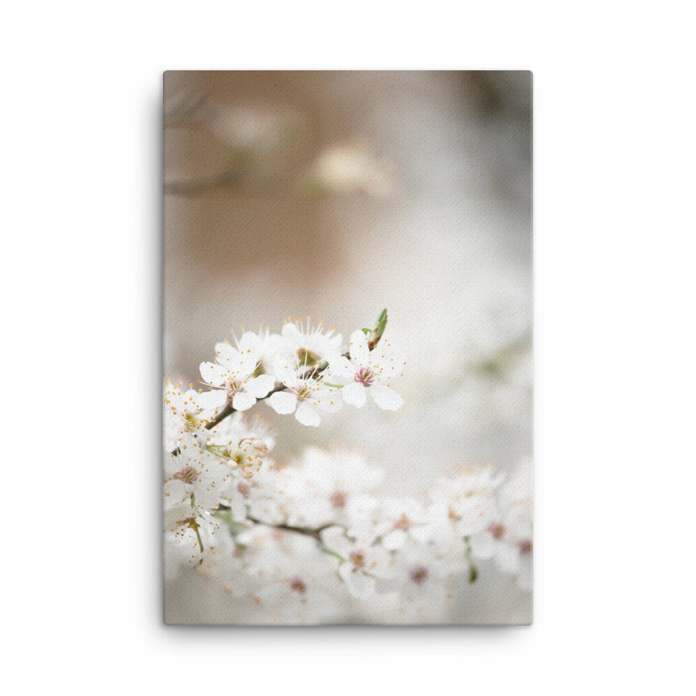 Canvas - Cherry Blossoms