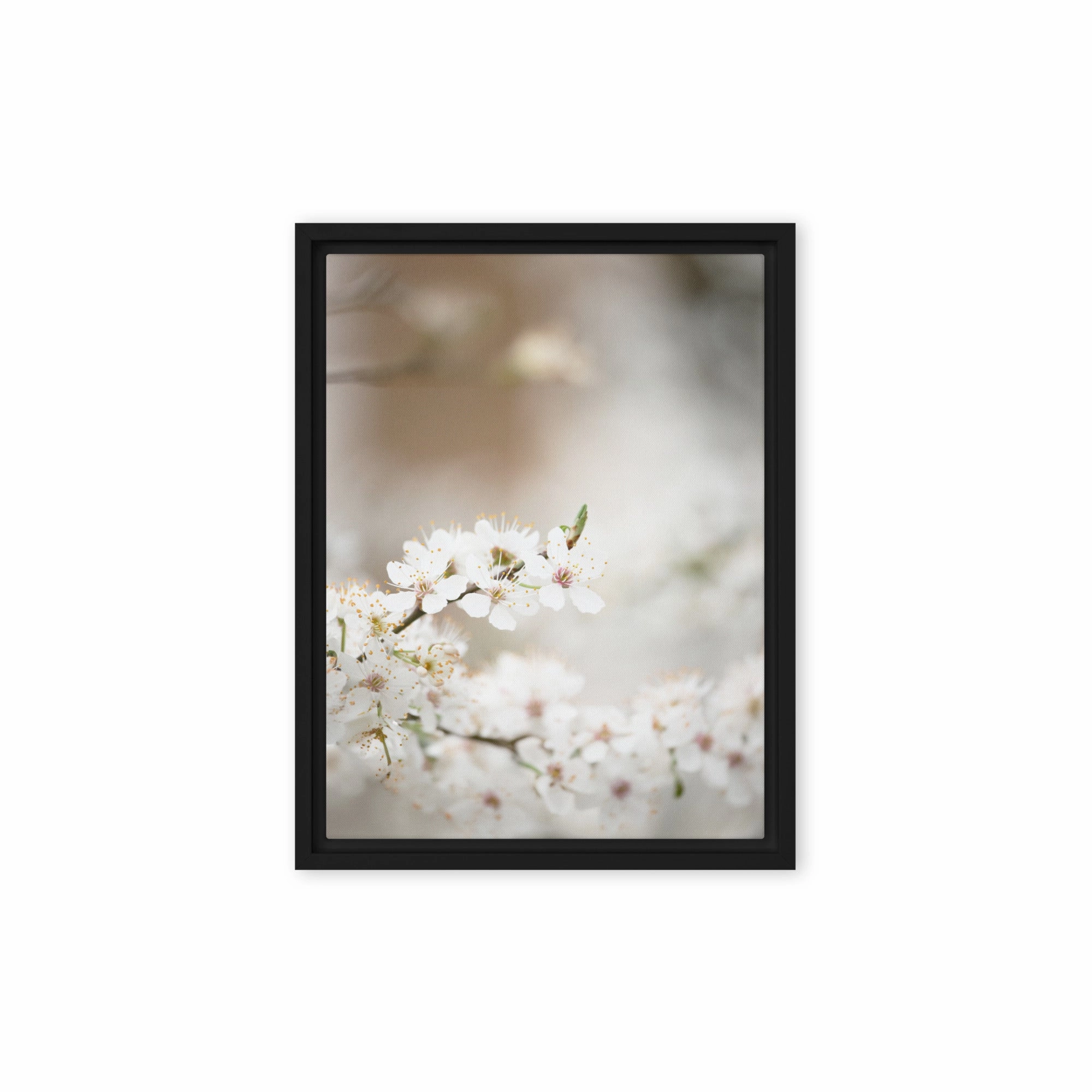 Canvas - Cherry Blossoms