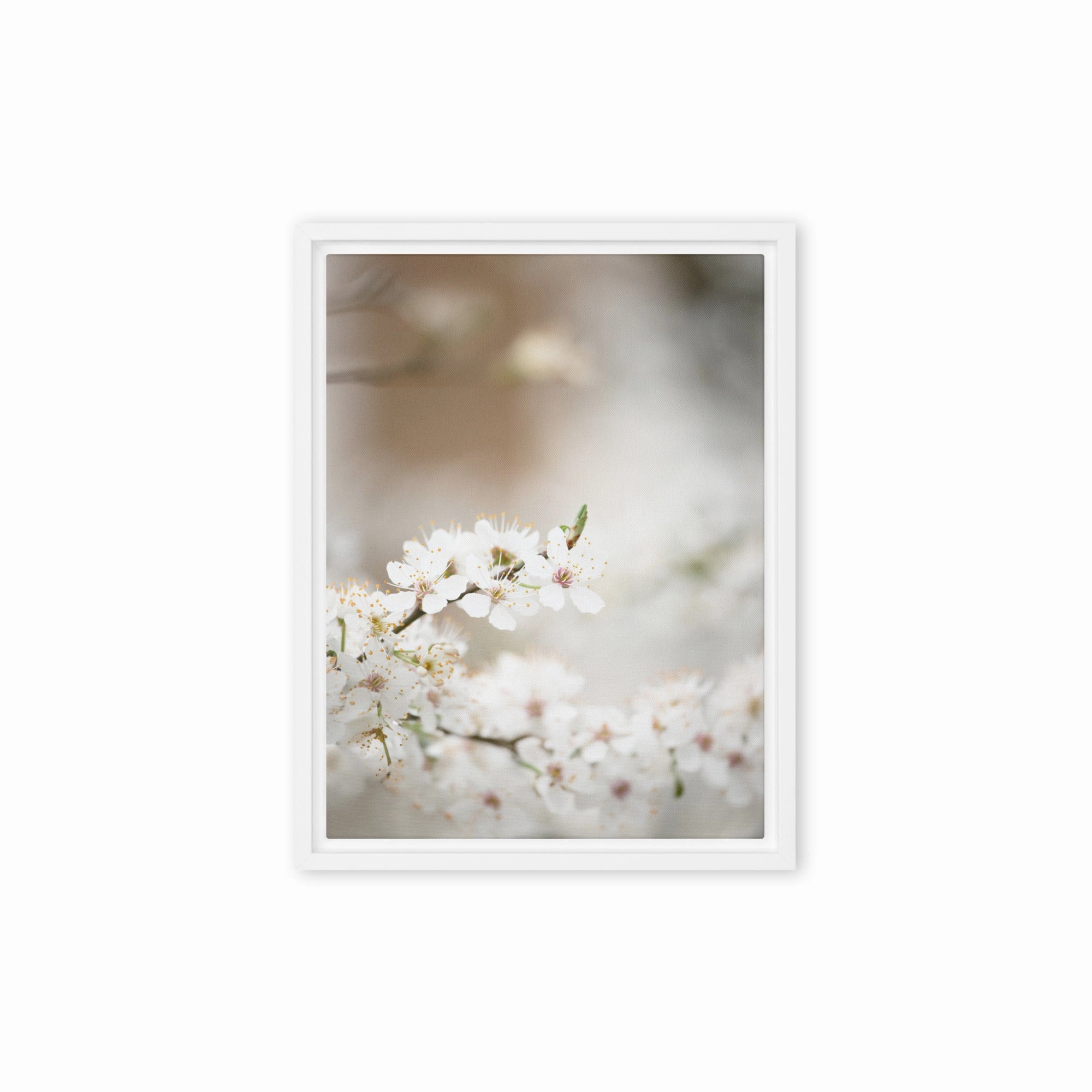 Canvas - Cherry Blossoms
