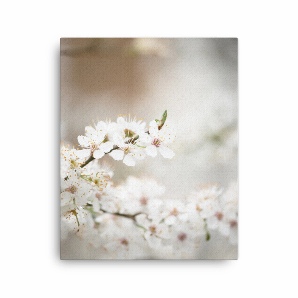 Canvas - Cherry Blossoms