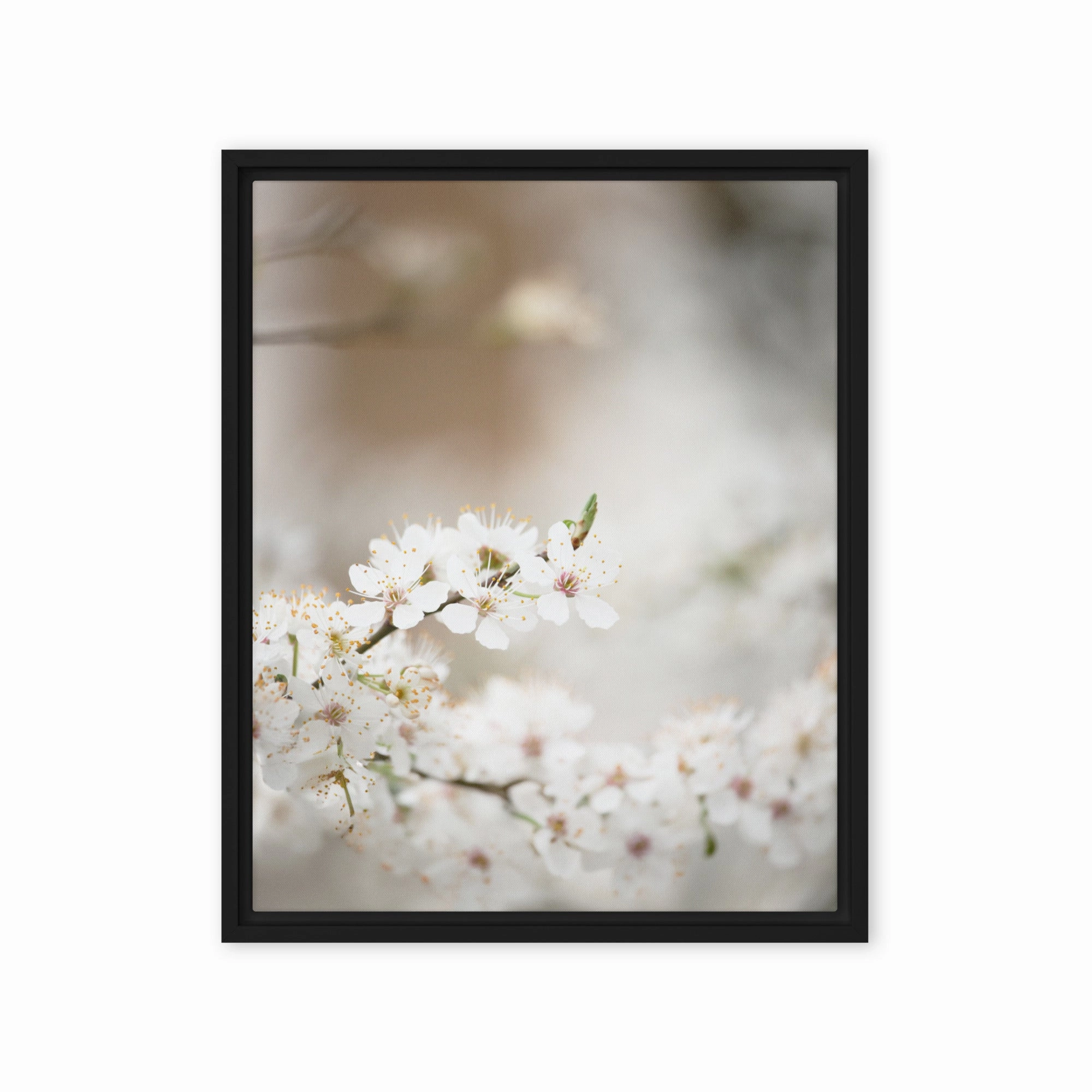 Canvas - Cherry Blossoms