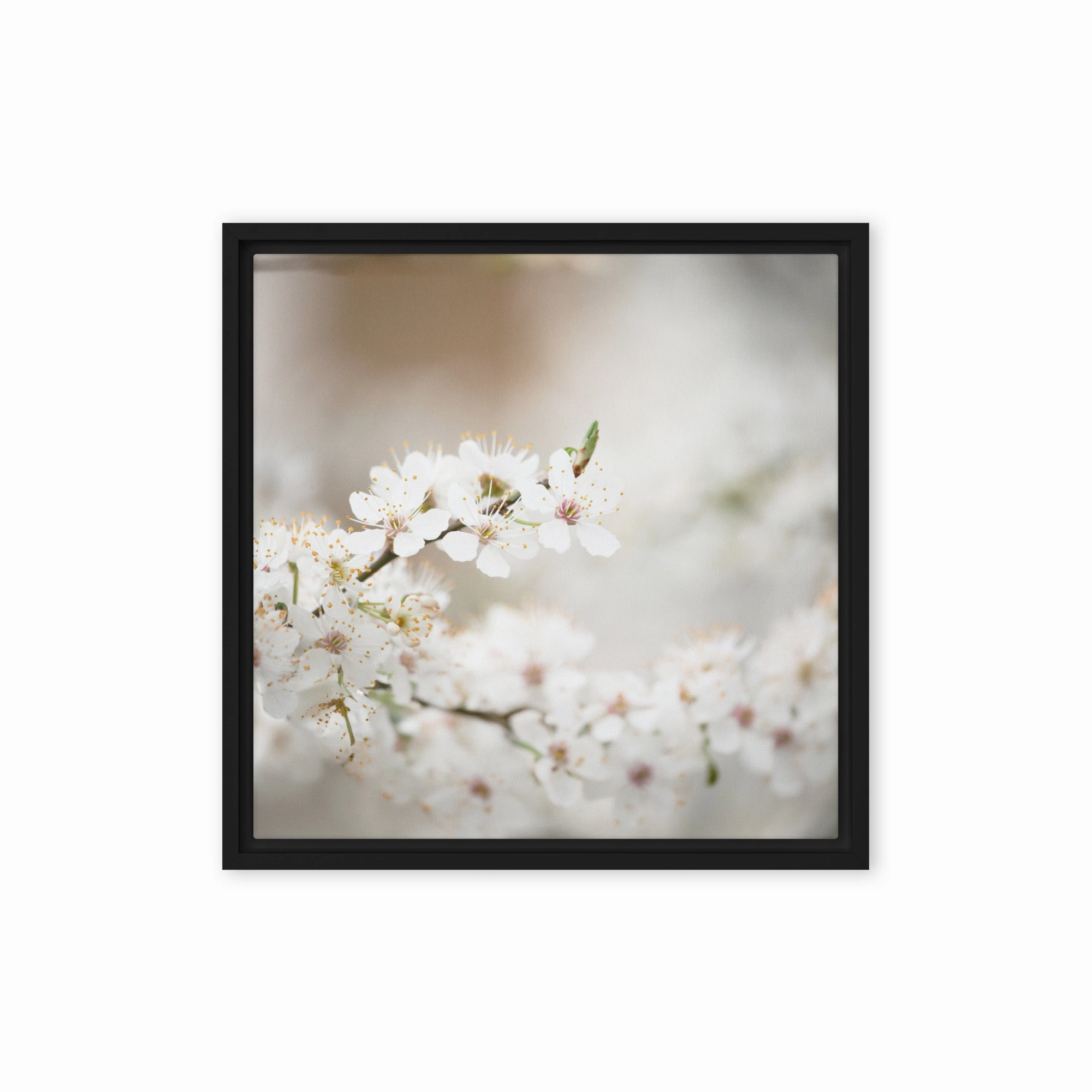 Canvas - Cherry Blossoms