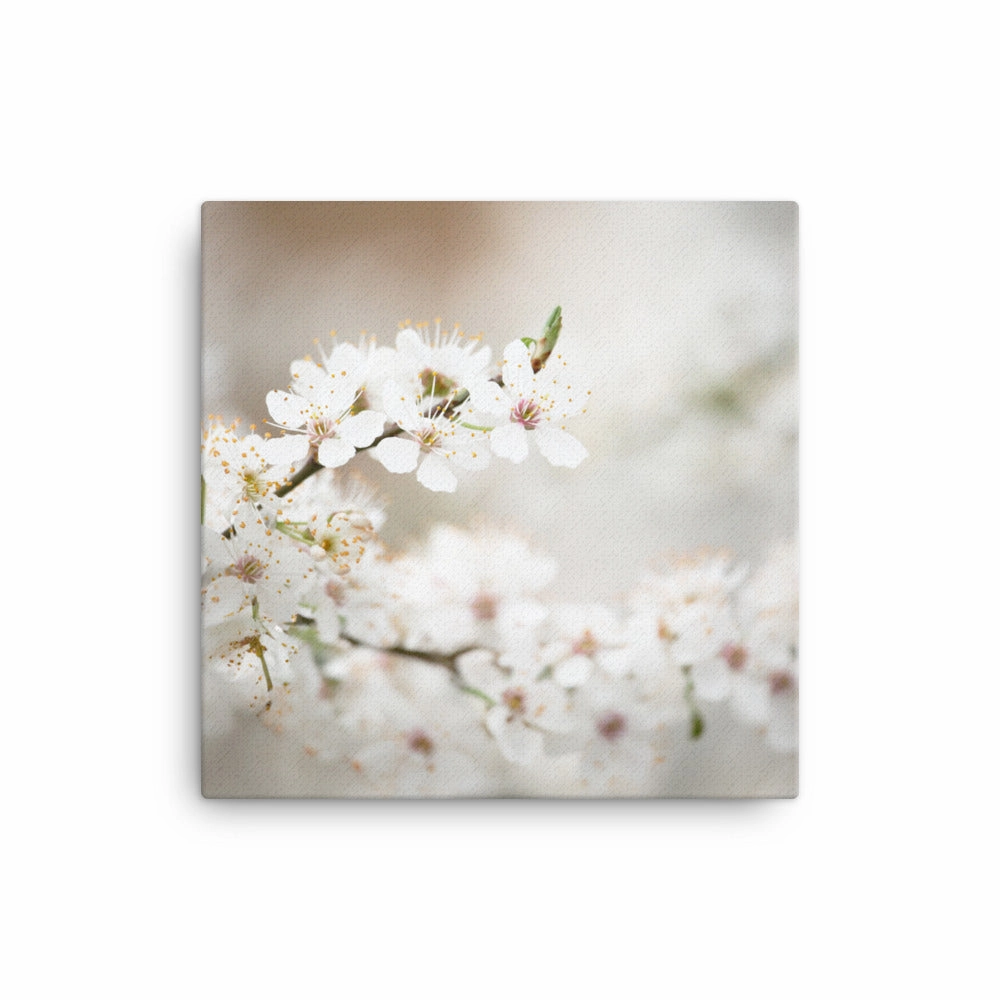 Canvas - Cherry Blossoms