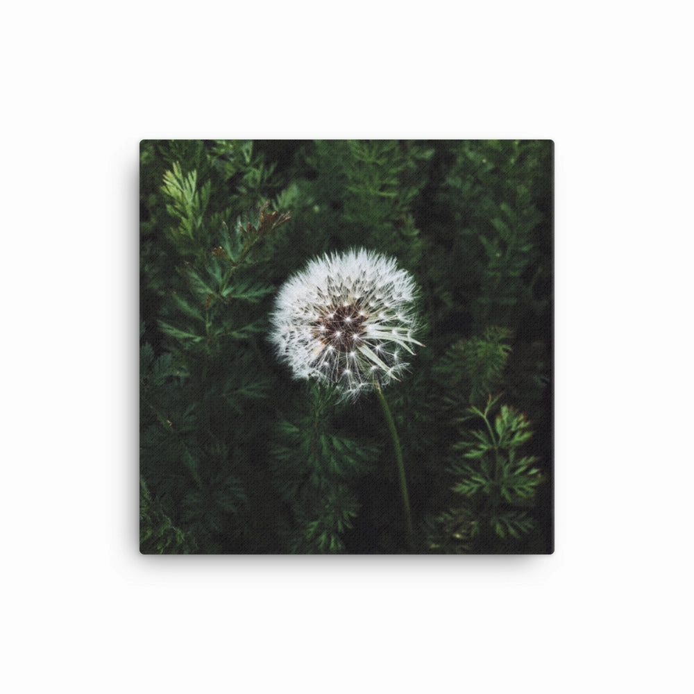 Canvas - Dandelion