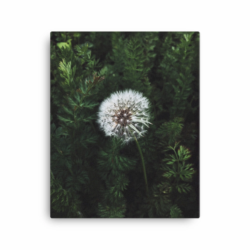 Canvas - Dandelion