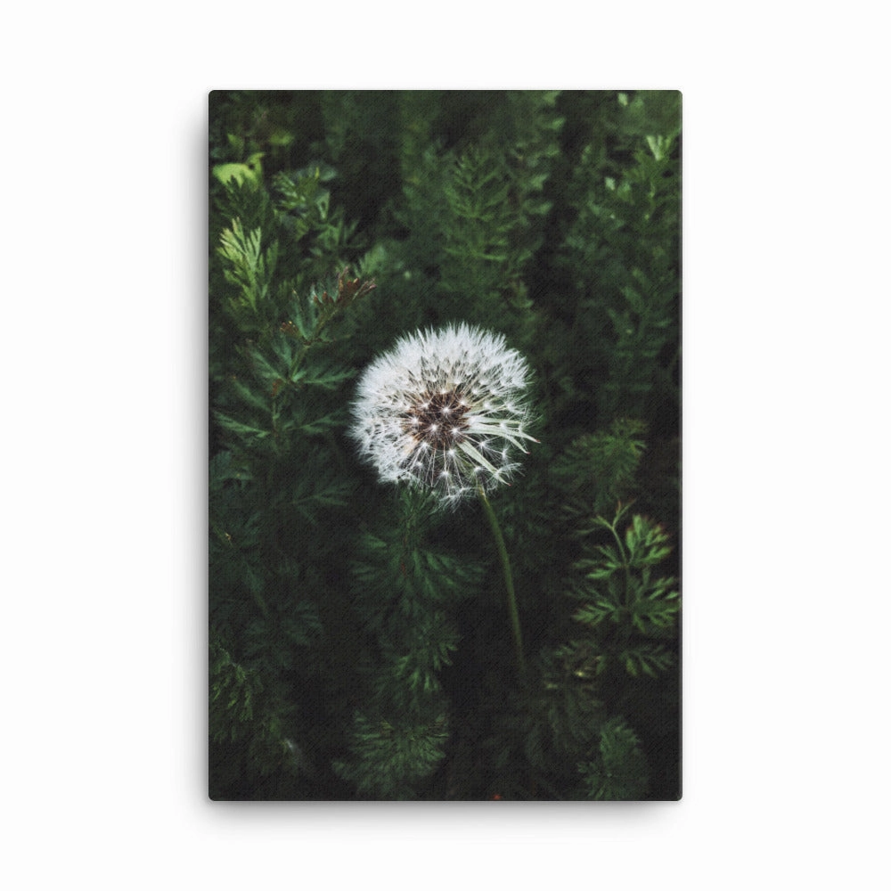 Canvas - Dandelion