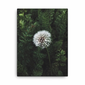 Canvas - Dandelion canvas mural art