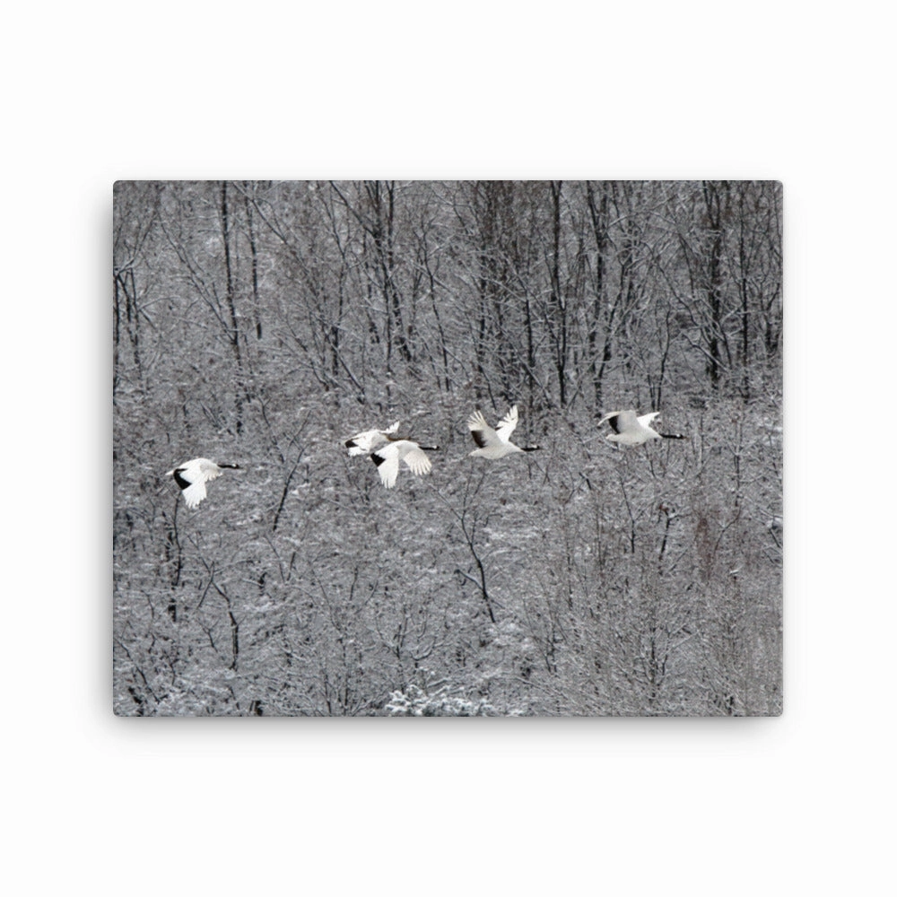 Canvas - flying crane family