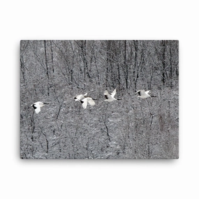 Canvas - flying crane family canvas mural art