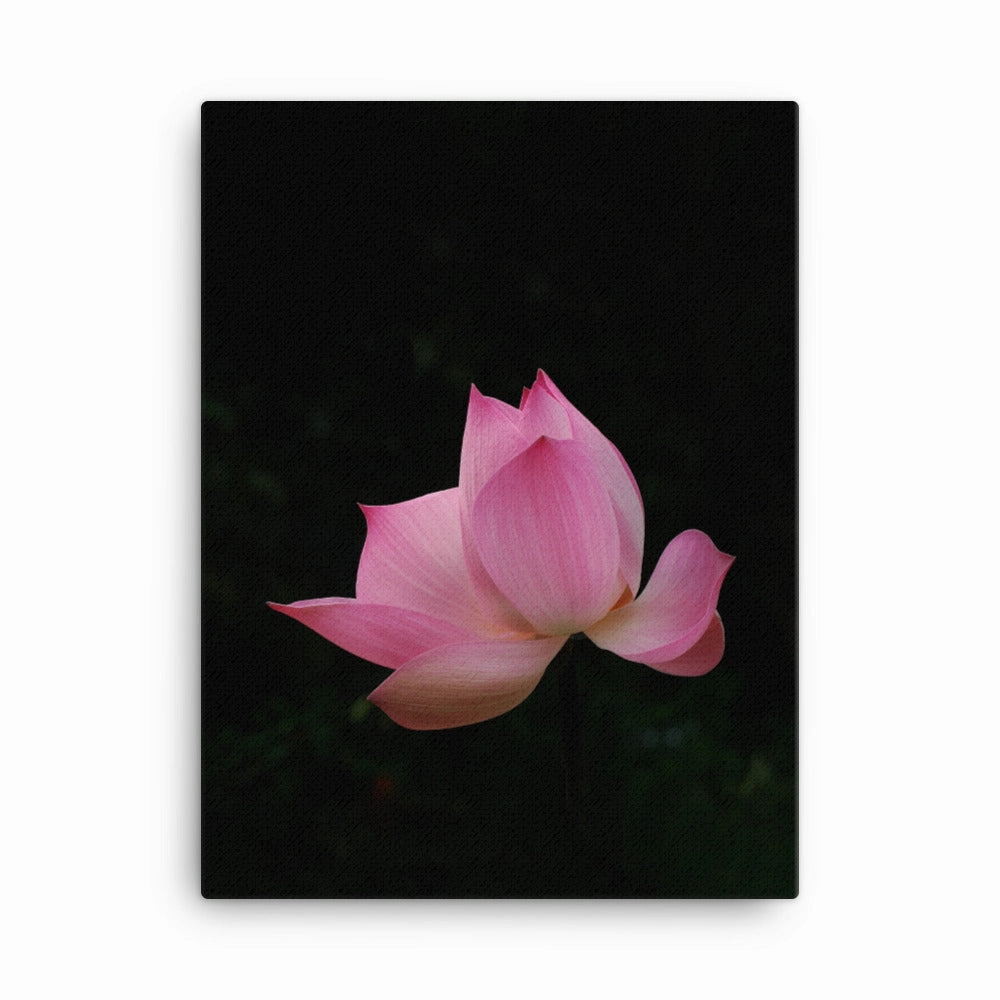 Canvas - Lotus Water Lily canvas mural art