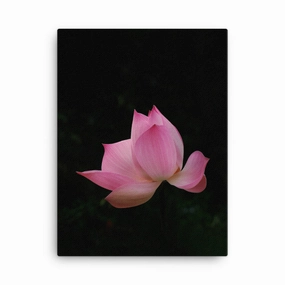 Canvas - Lotus Water Lily canvas mural art