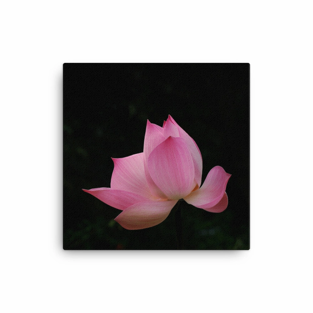 Canvas - Lotus Water Lily