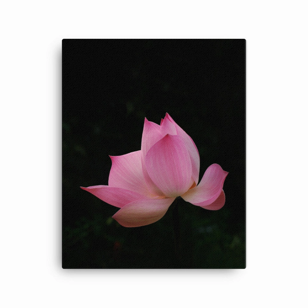 Canvas - Lotus Water Lily