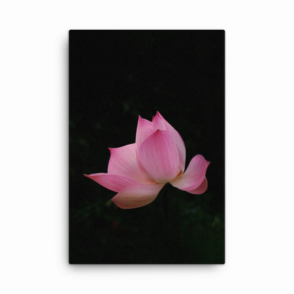 Canvas - Lotus Water Lily