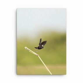 Canvas - Magpie Wheatear canvas mural art