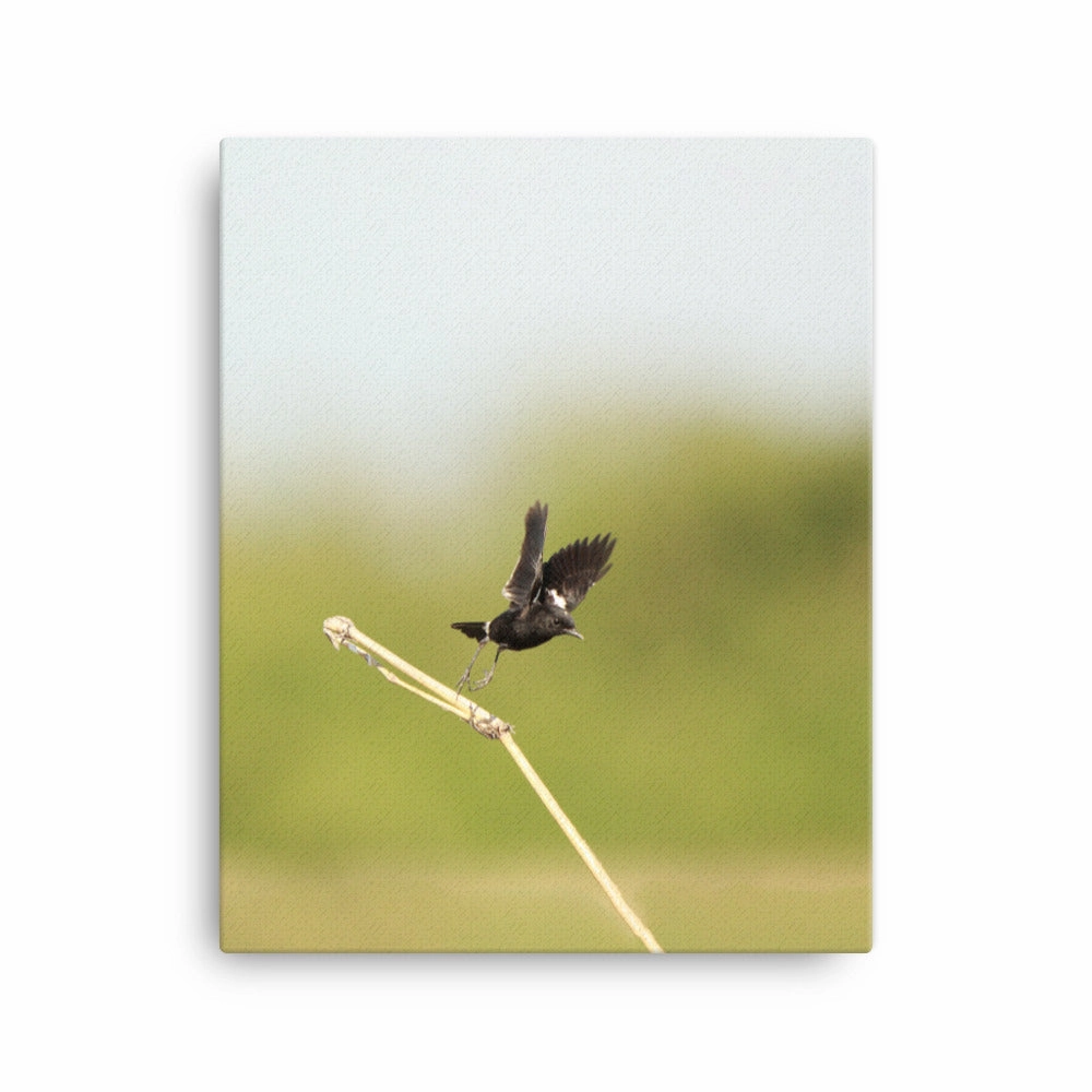 Canvas - Magpie Wheatear