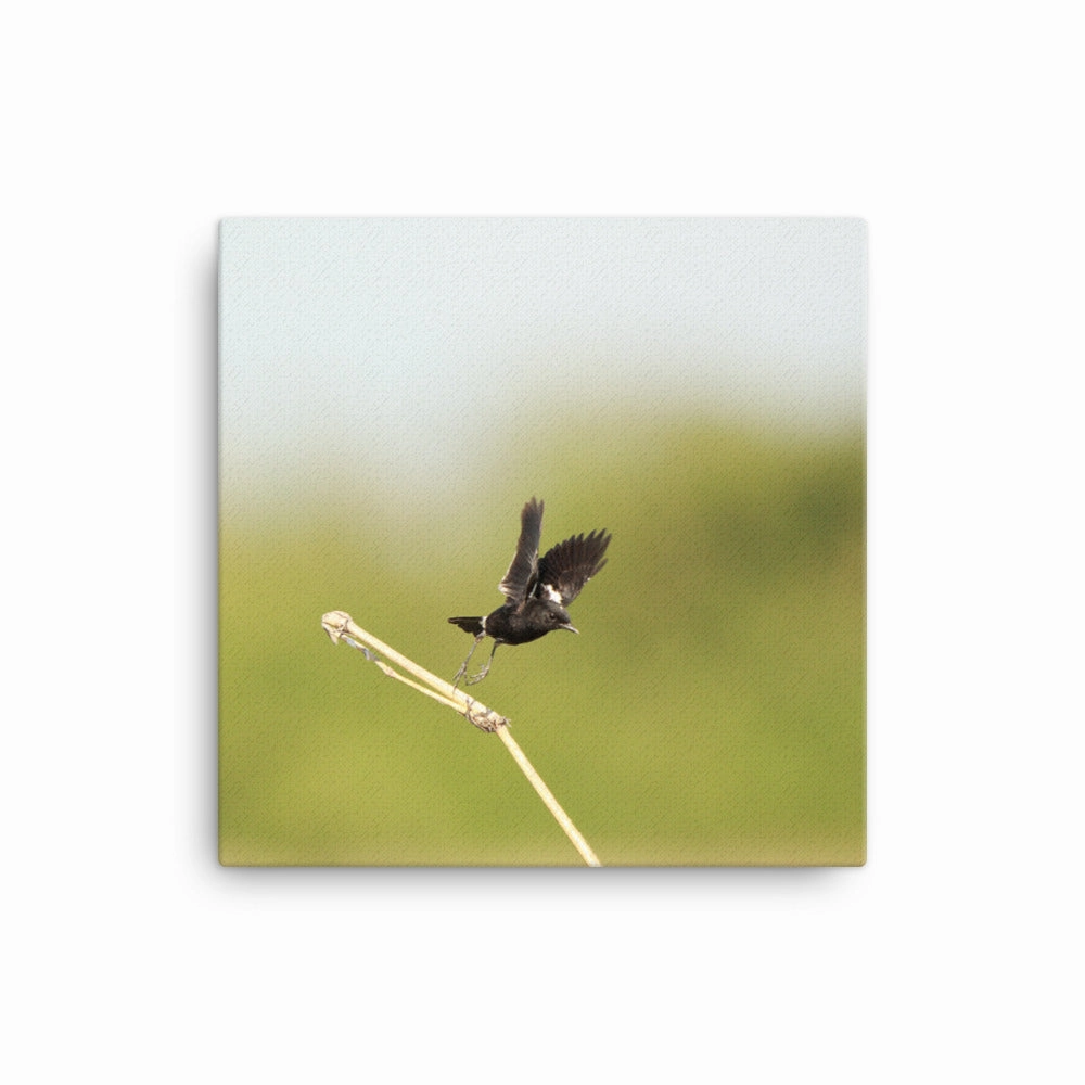 Canvas - Magpie Wheatear