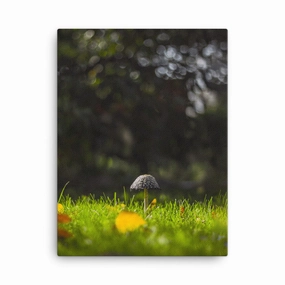 Canvas - mushroom canvas mural art