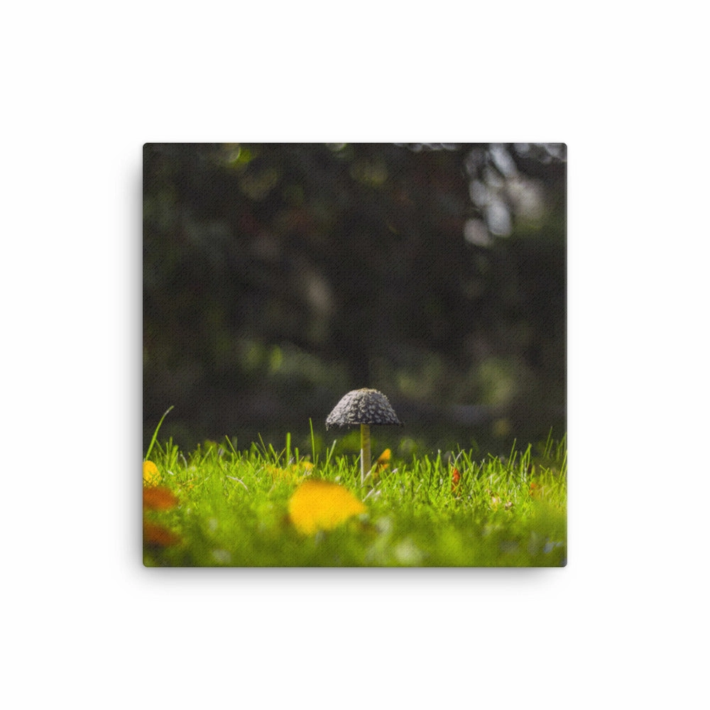 Canvas - mushroom