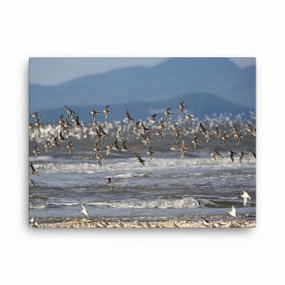 Canvas - Shorebirds canvas mural art