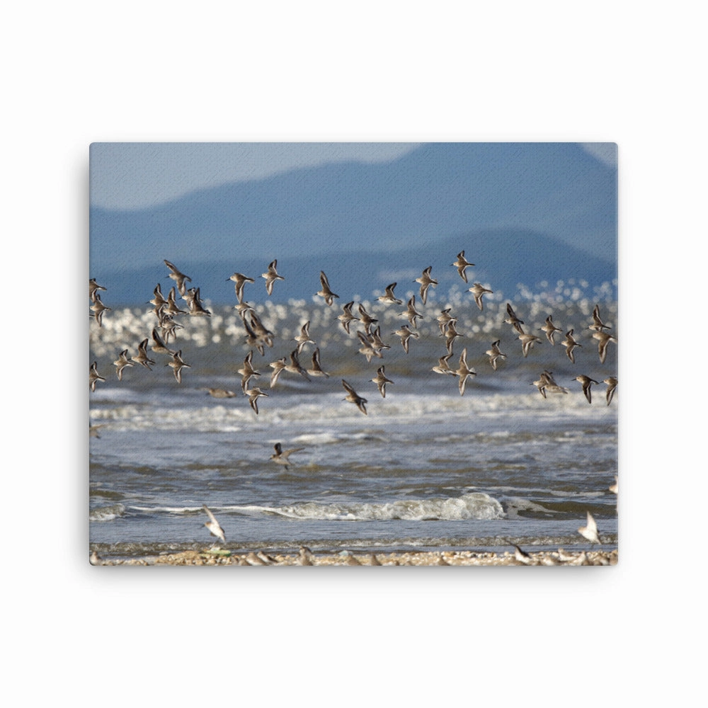 Canvas - Shorebirds