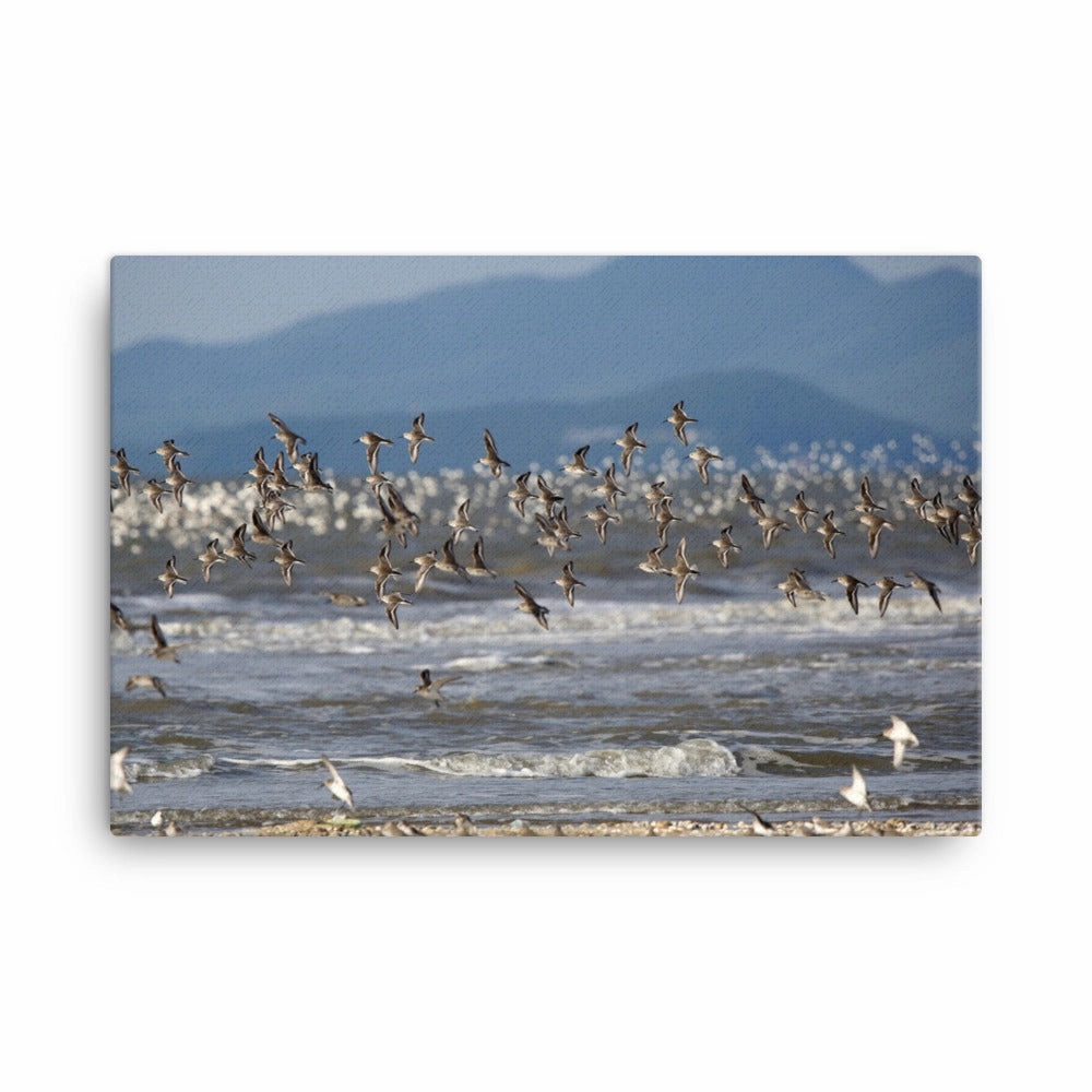 Canvas - Shorebirds