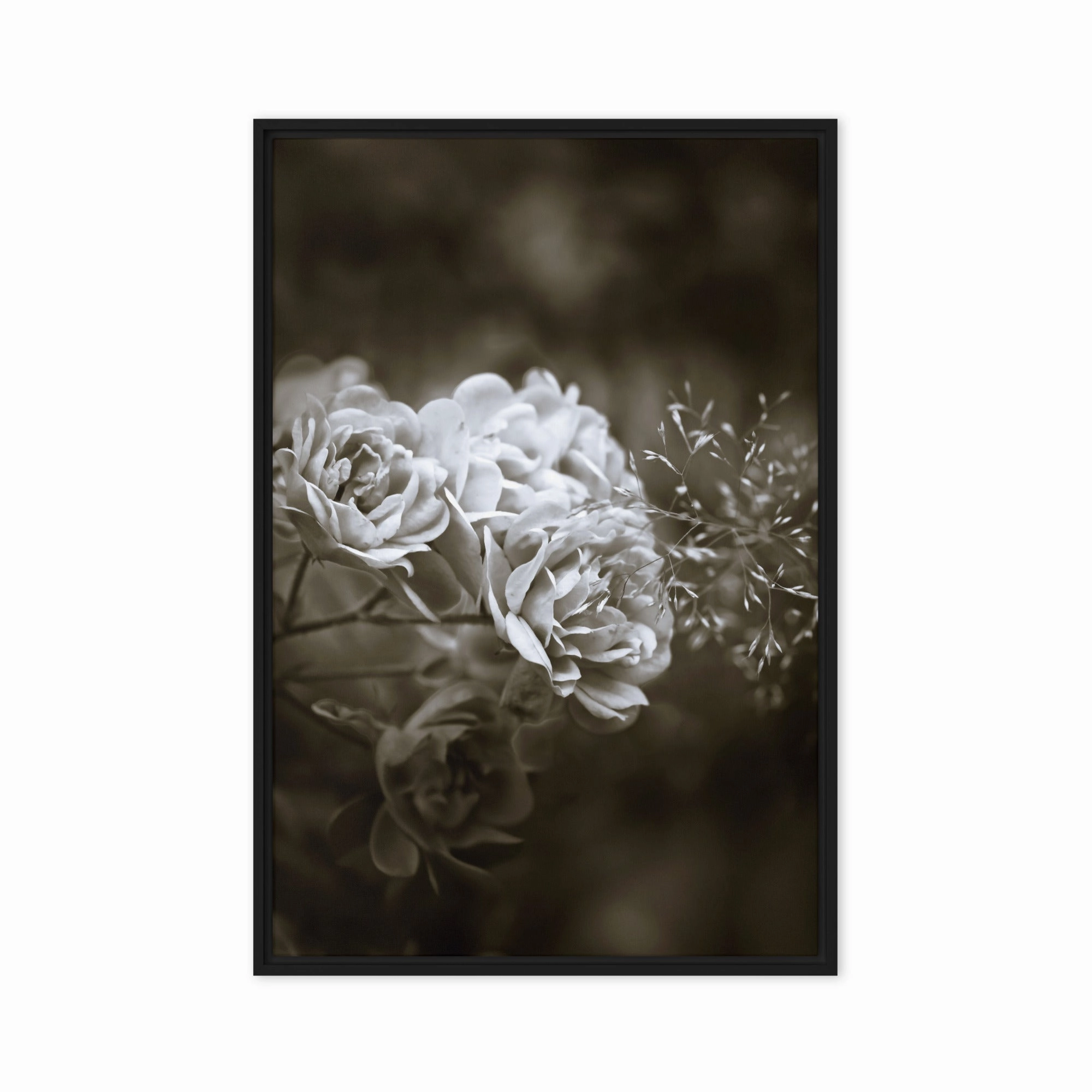 Canvas - White Peonies