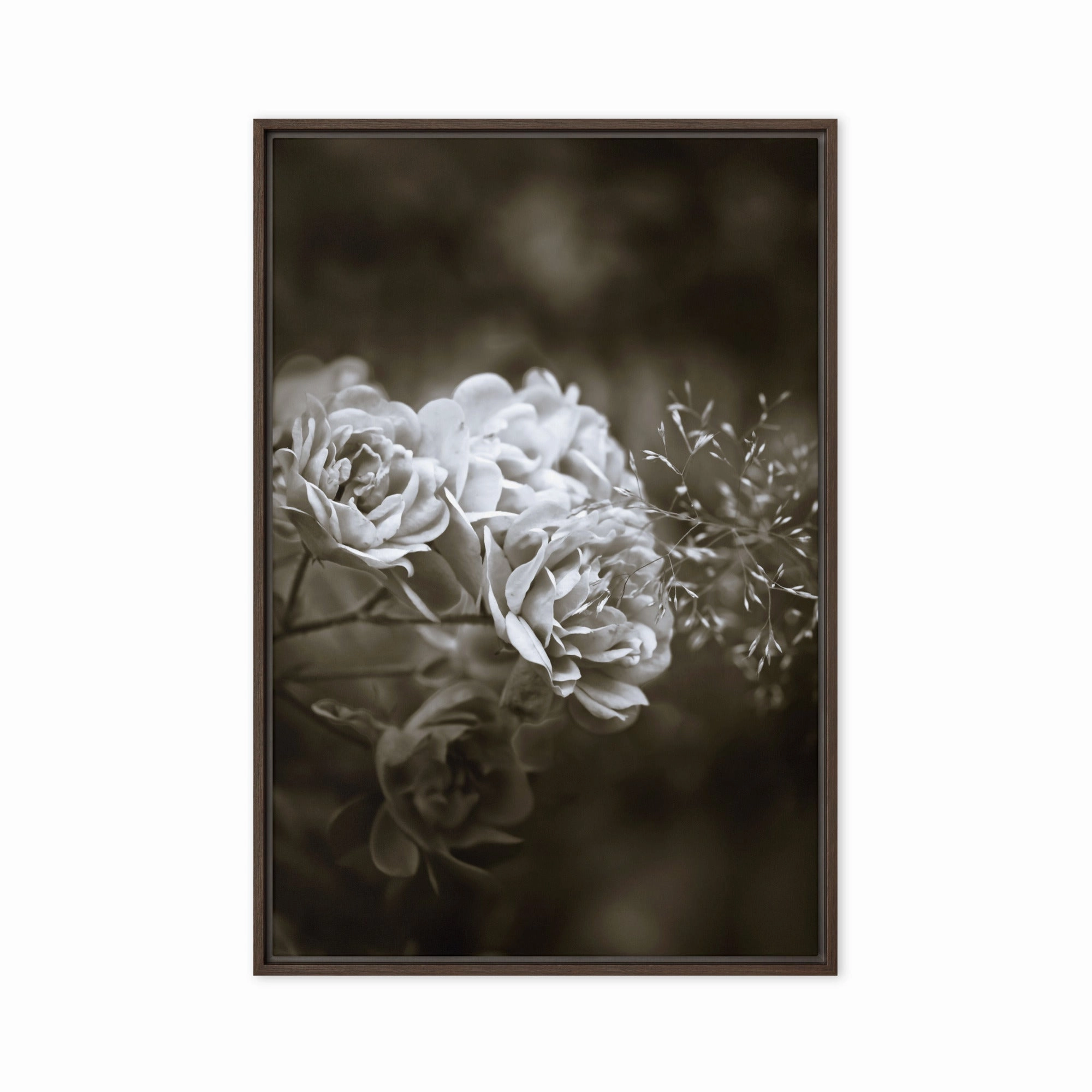 Canvas - White Peonies