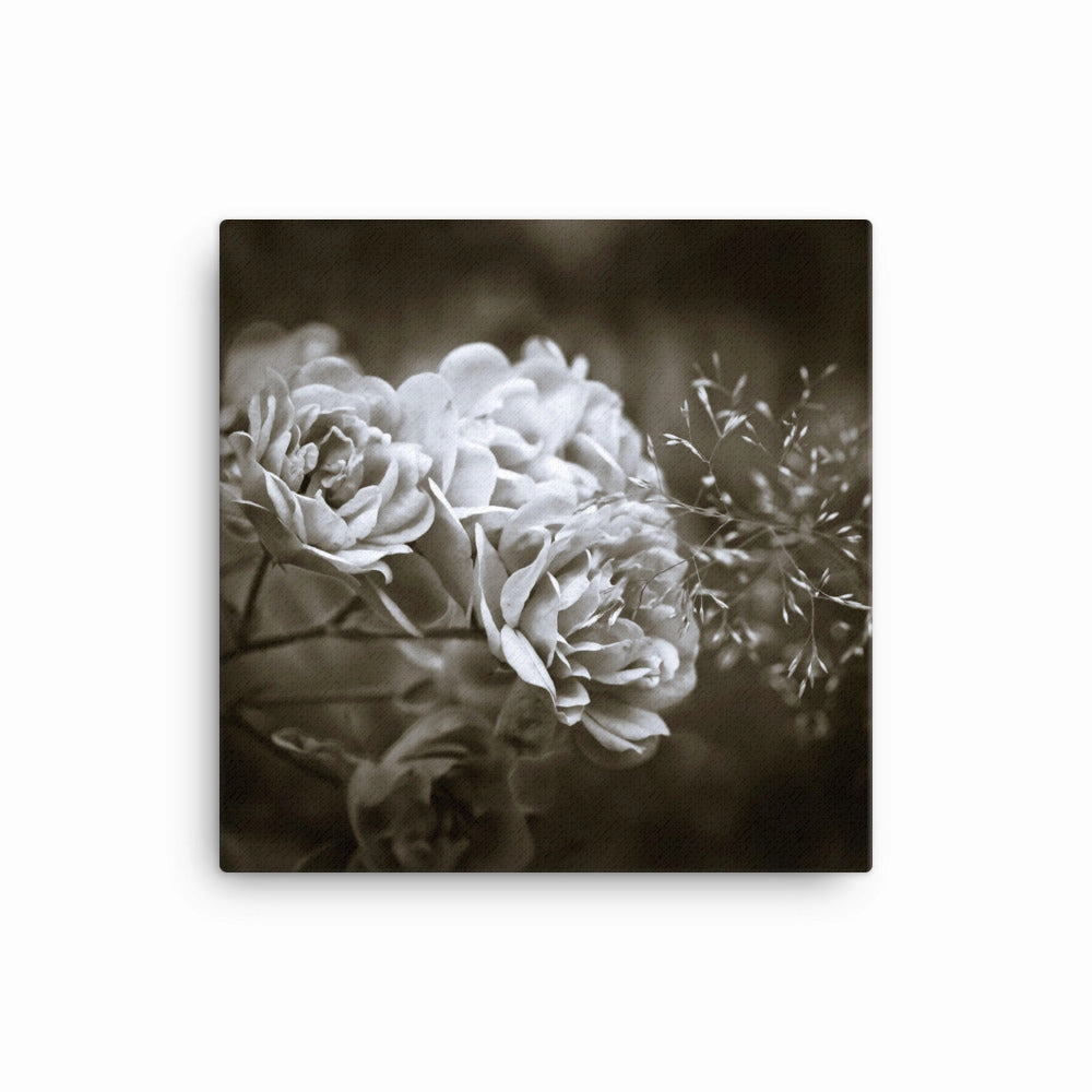 Canvas - White Peonies
