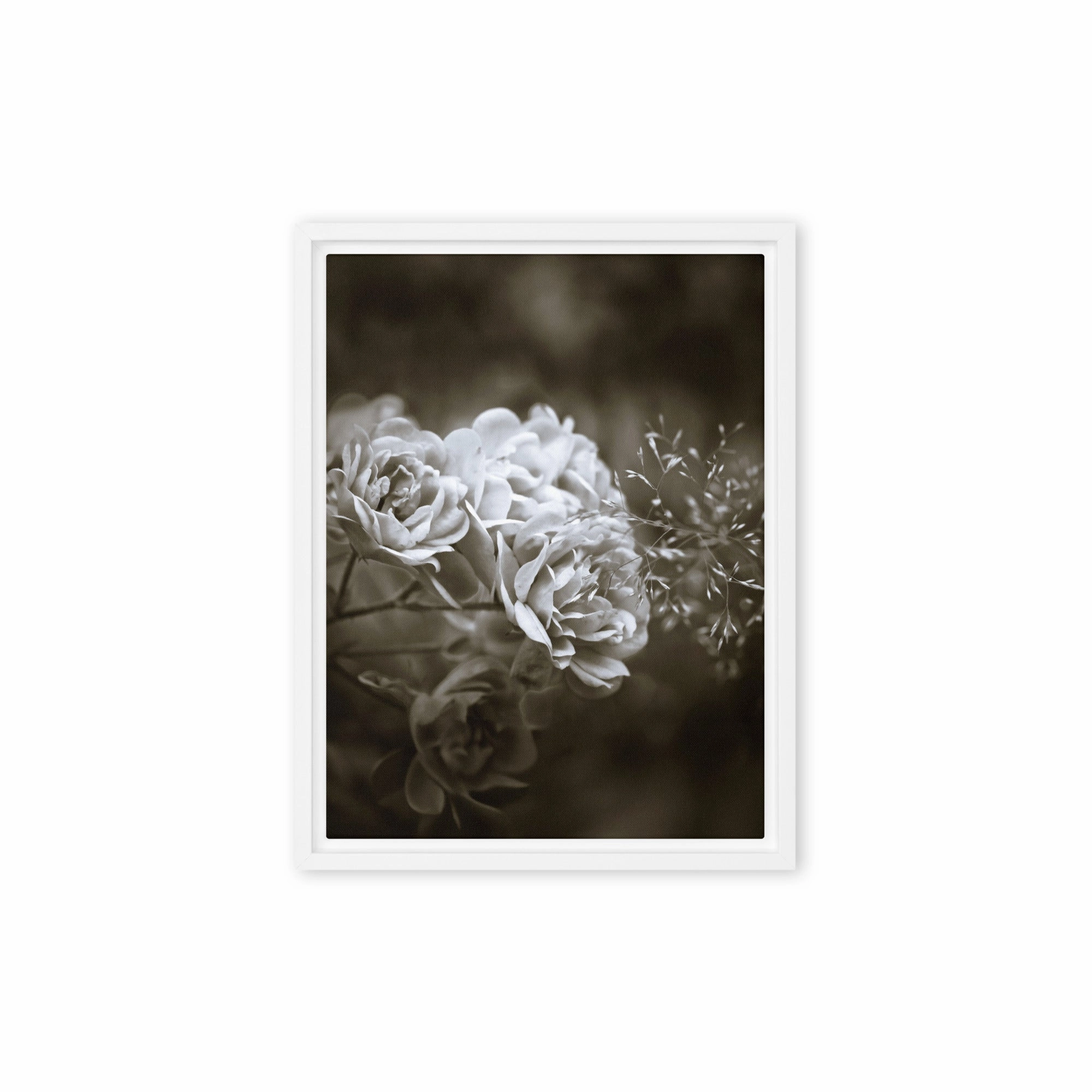 Canvas - White Peonies