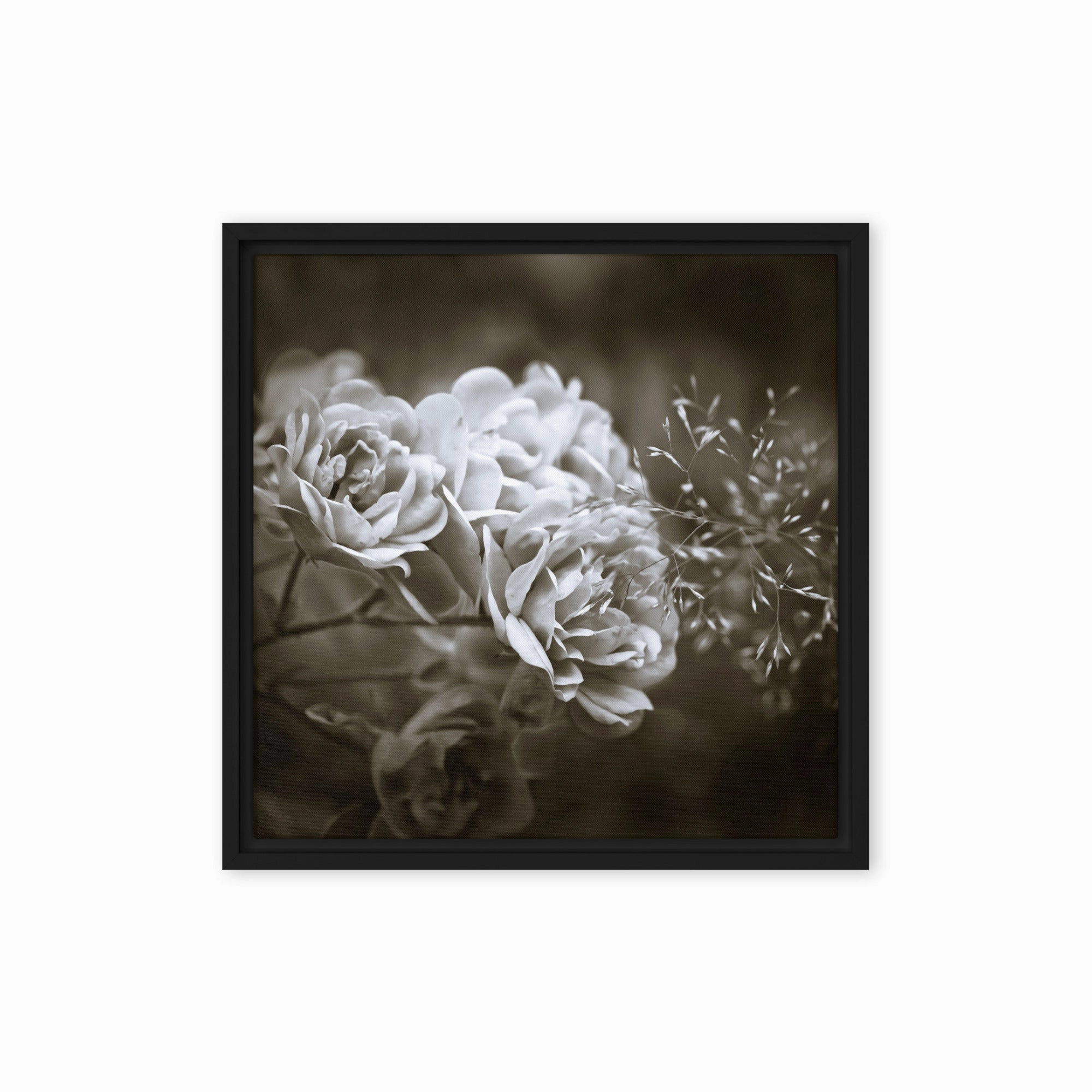 Canvas - White Peonies