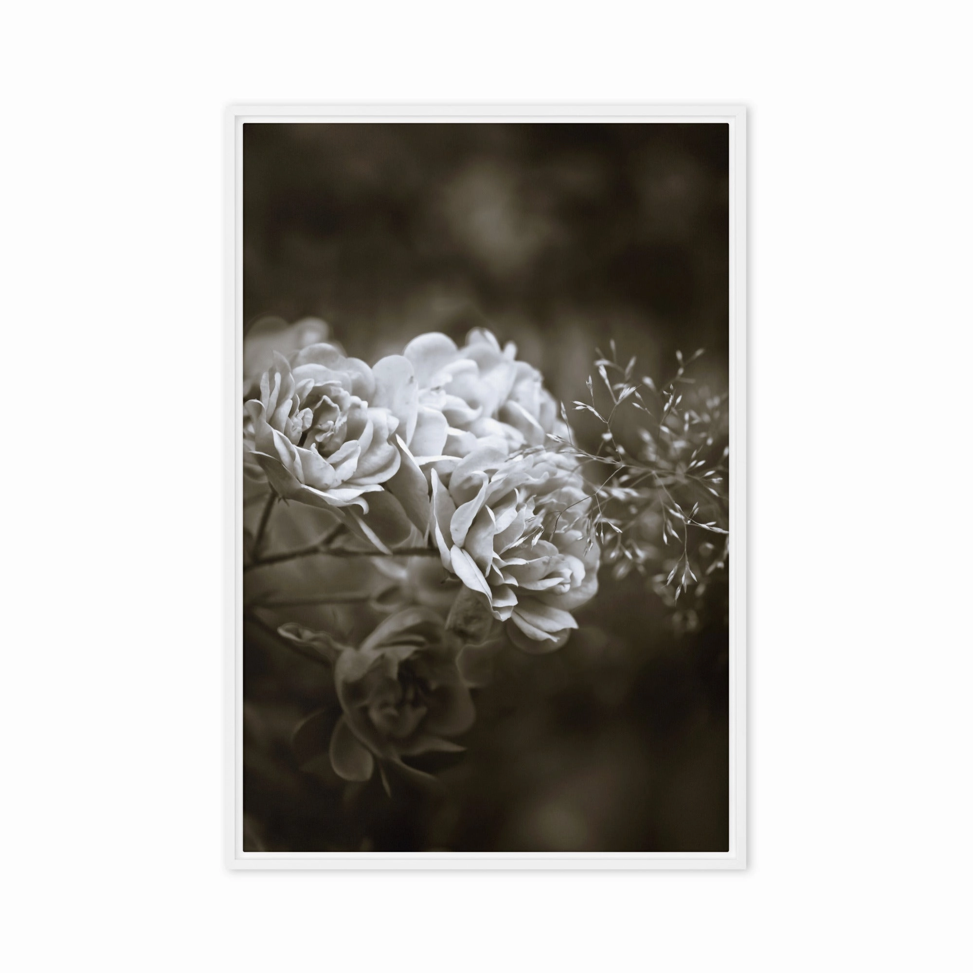 Canvas - White Peonies