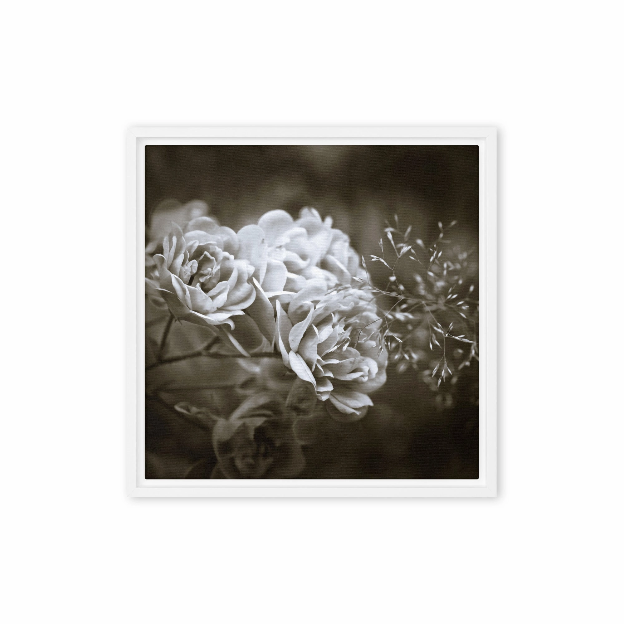 Canvas - White Peonies