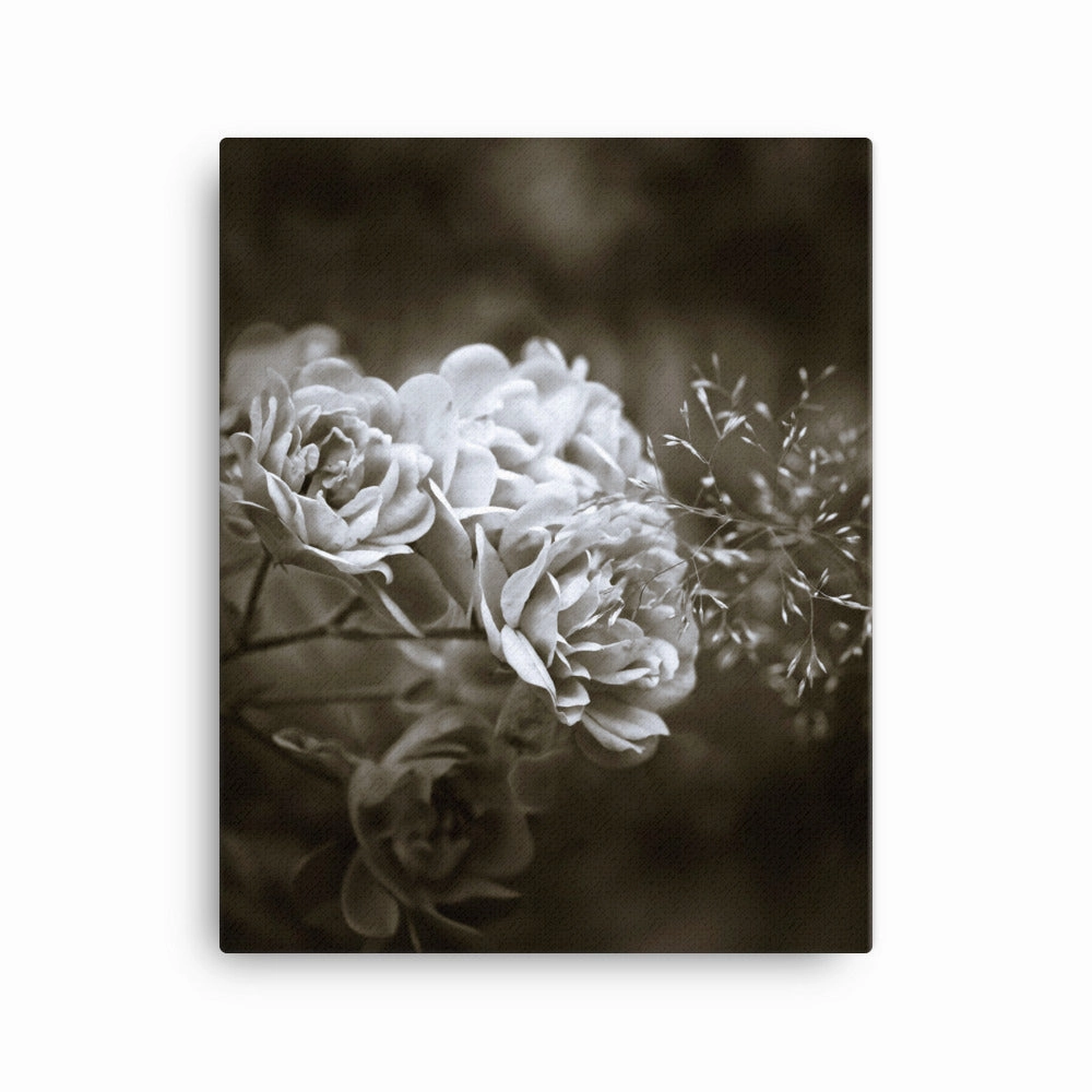 Canvas - White Peonies