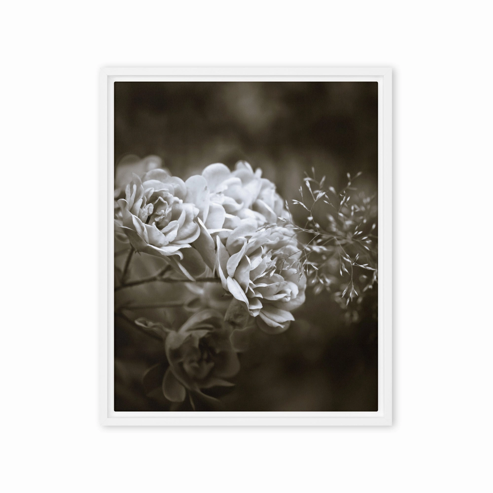 Canvas - White Peonies