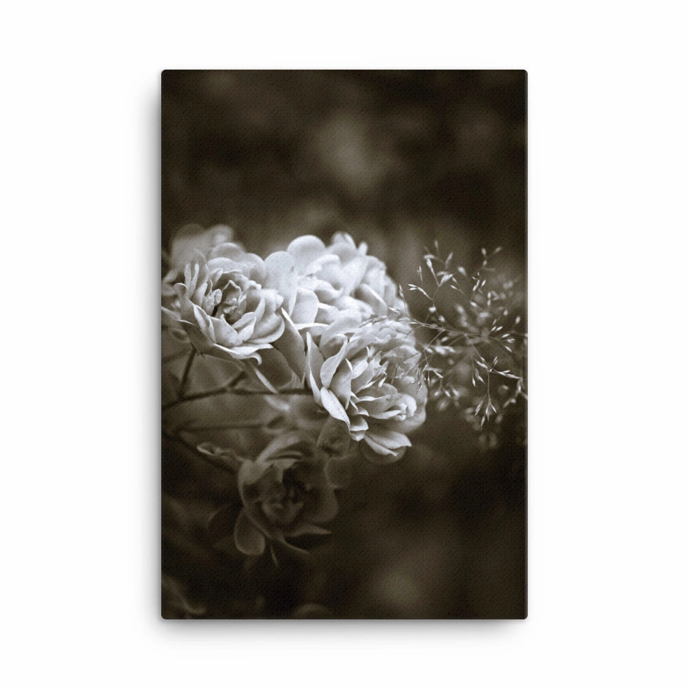 Canvas - White Peonies
