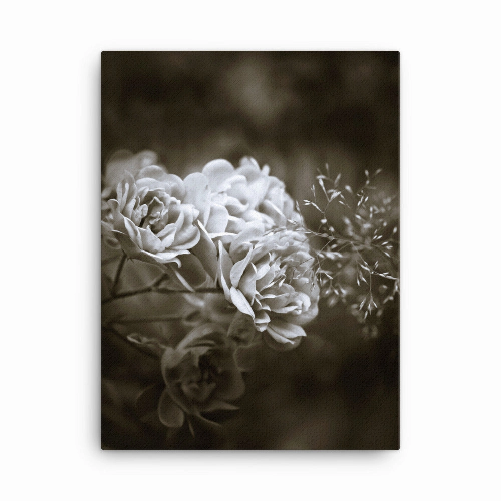Canvas - White Peonies