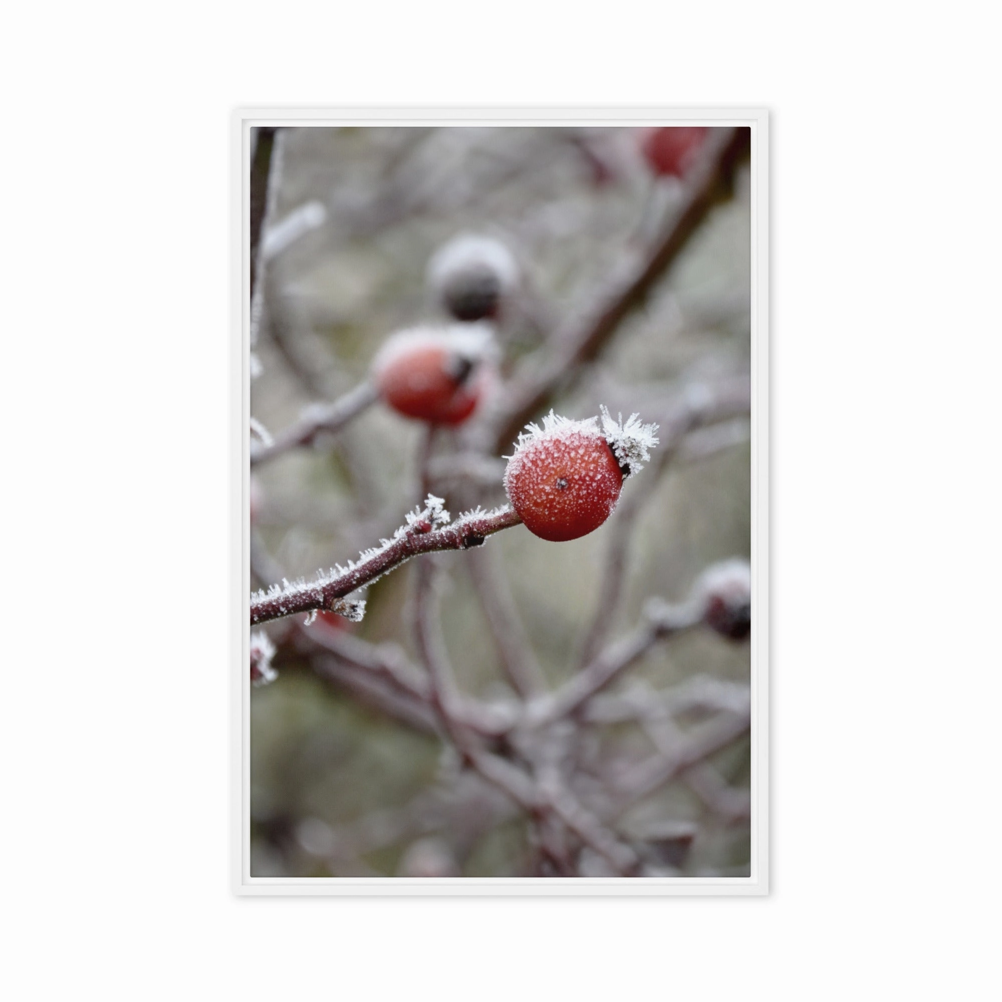 Canvas - Winter Berries II
